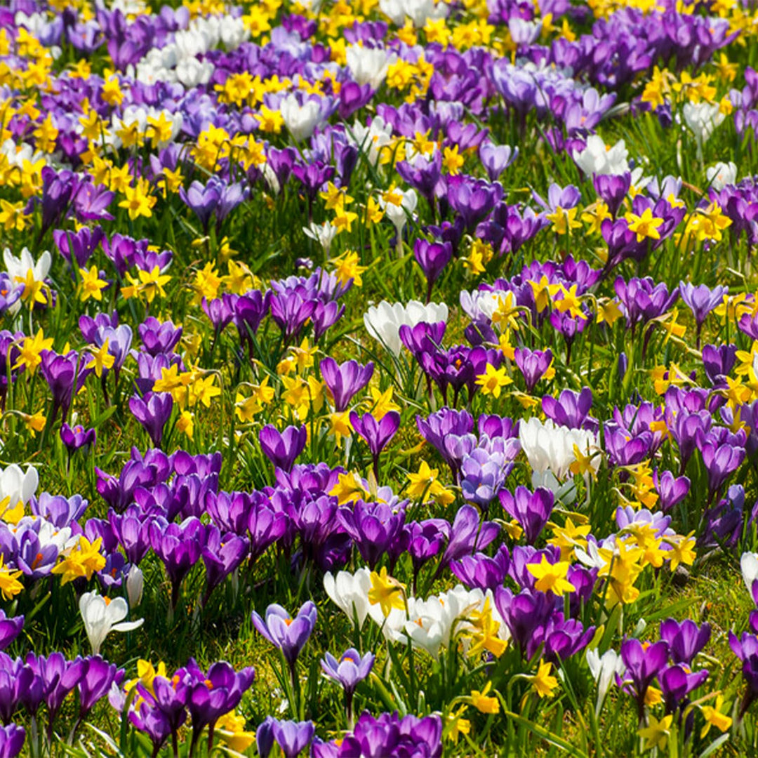Crocus botanical, MIXED - 15 Bulbs