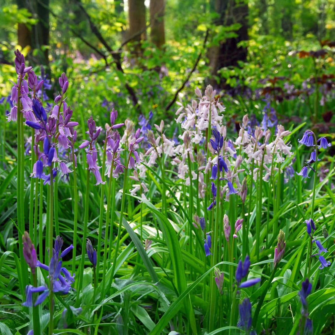 Hyacinthoides hispanica mix - 15 Bulbs