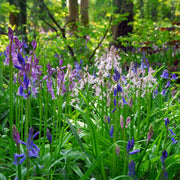 Hyacinthoides hispanica mix - 15 Bulbs