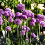 Load image into Gallery viewer, Allium giganteum - 1 Bulb
