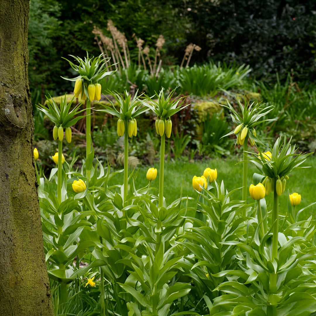 Fritillaria imperialis ‘Lutea Maxima’ - 1 Bulb
