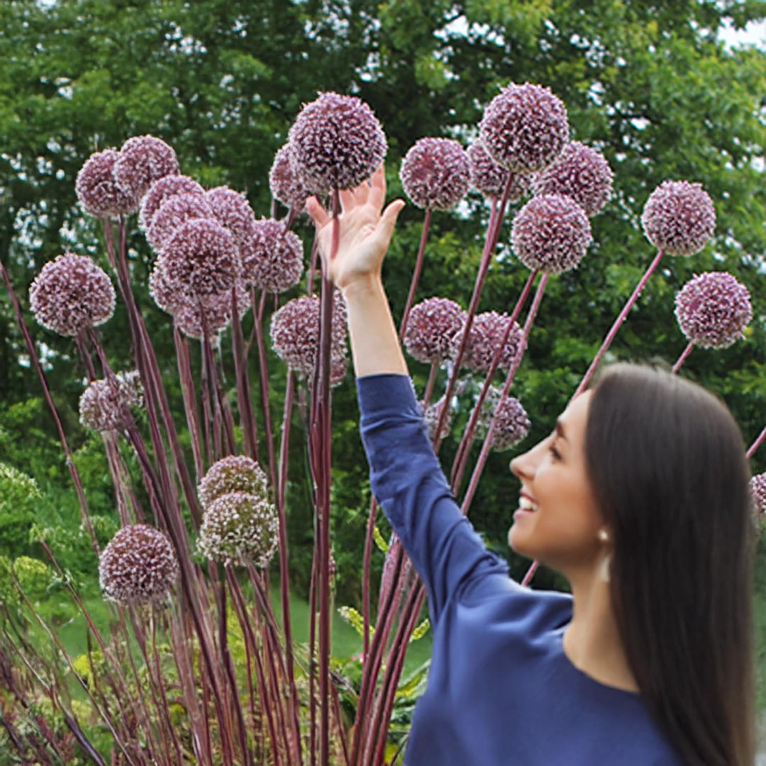 Allium 'Summer Drummer' - 3 Bulbi