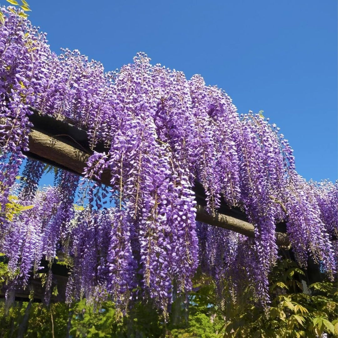 Climbing Plant Seeds Kit - 5 Seed Bags (Wisteria, Climbing Strawberries, Passion Flowers, Loofah, Blue Morning Glory)