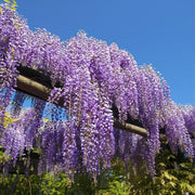 Climbing Plant Seeds Kit - 5 Seed Bags (Wisteria, Climbing Strawberries, Passion Flowers, Loofah, Blue Morning Glory)