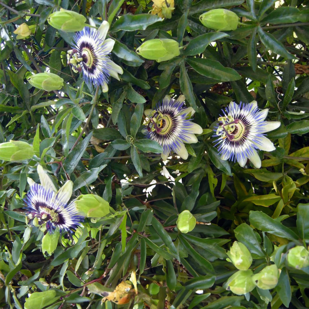 Climbing Plant Seeds Kit - 5 Seed Bags (Wisteria, Climbing Strawberries, Passion Flowers, Loofah, Blue Morning Glory)