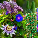 Load image into Gallery viewer, Climbing Plant Seeds Kit - 5 Seed Bags (Wisteria, Climbing Strawberries, Passion Flowers, Loofah, Blue Morning Glory)
