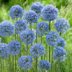 Load image into Gallery viewer, Allium azureum - 15 Bulbs
