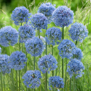 Allium azureum - 15 Bulbs