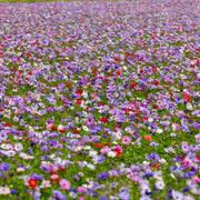 Anemone coronaria 'De Caen' - 15 Bulbs