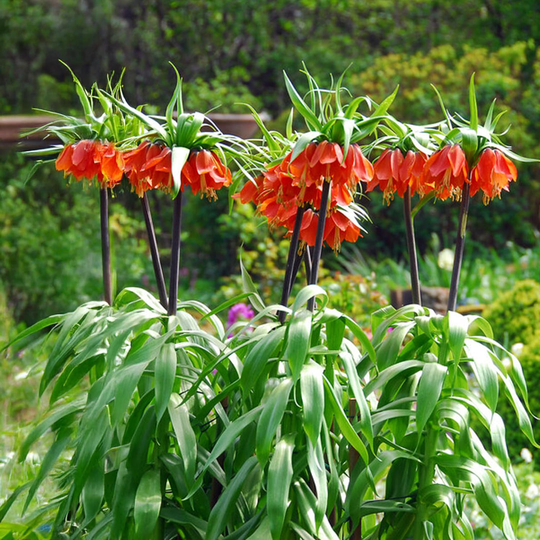 Fritillaria imperialis RUBRA - 1 Bulb