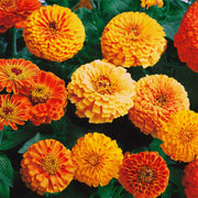 Flower Seed Kit - 5 Seed Bags (Mix of Cosmos bipinnatus, Flowers for Bees, Flowers for Butterflies, Dwarf Japanese Lawn, Tagetes)