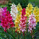 Load image into Gallery viewer, Ixia mix - 20 Bulbs
