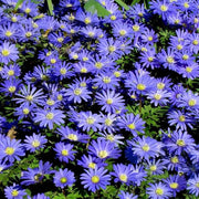 Anemone blanda 'Blue Shades' - 20 Bulbs