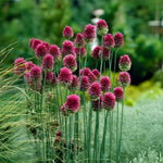 Carica l&#39;immagine nel visualizzatore Galleria, Allium sphaerocephalum - 25 Bulbi
