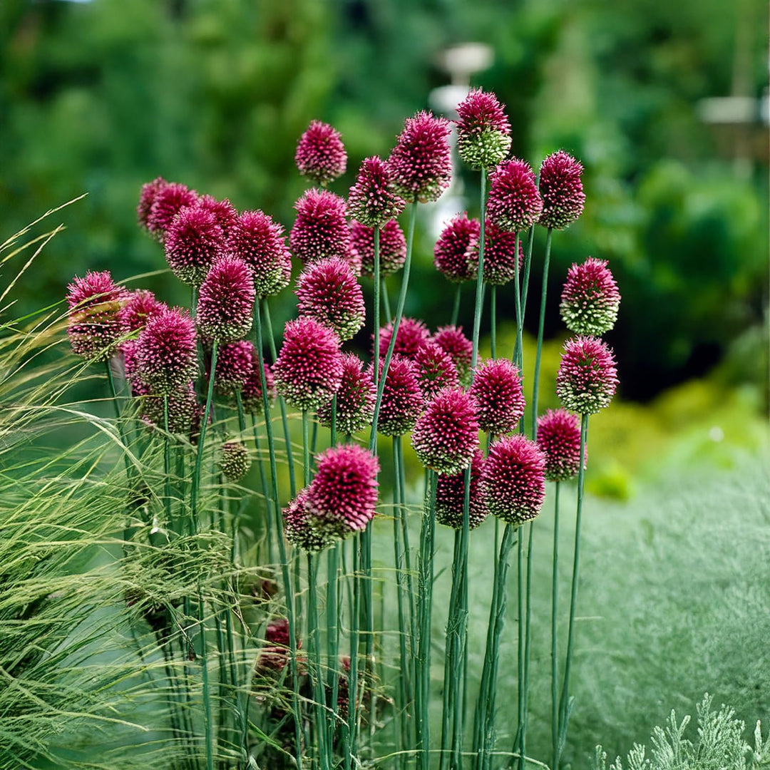 Allium sphaerocephalum - 25 Bulbi