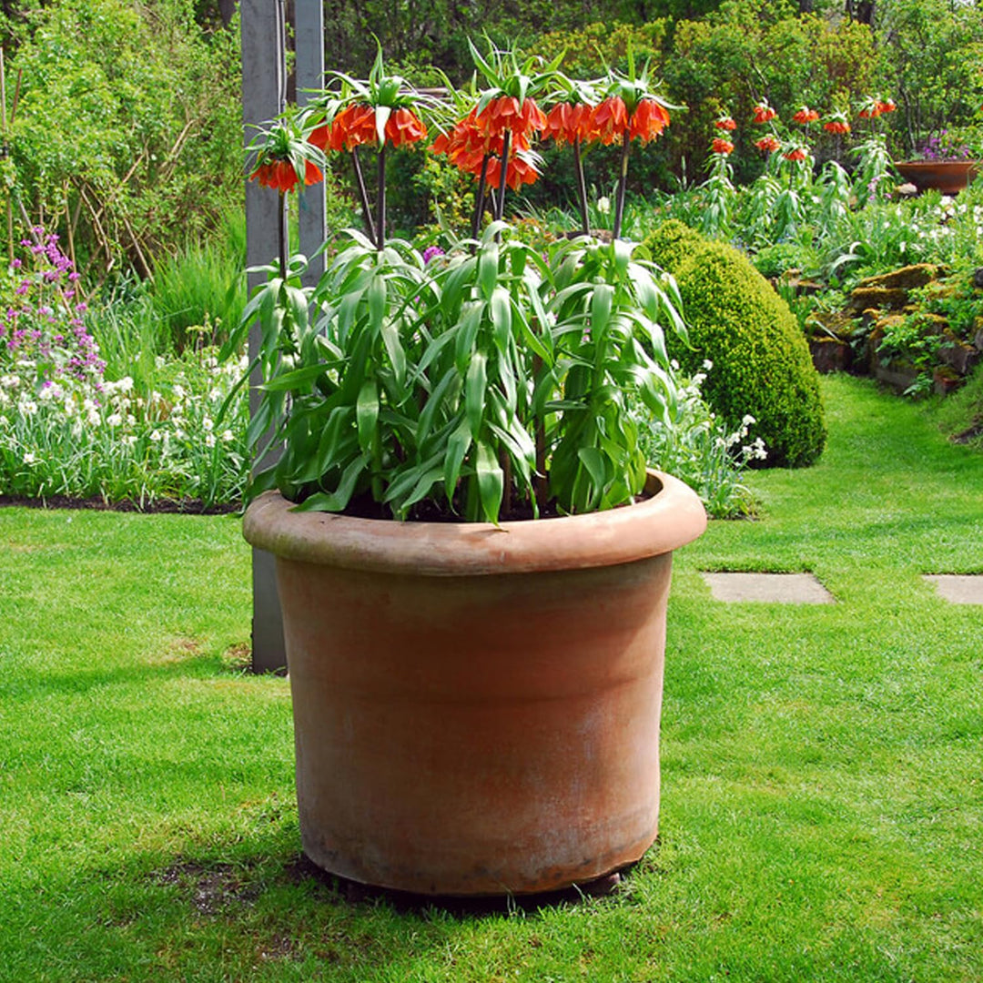 Fritillaria imperialis RUBRA - 1 Bulb