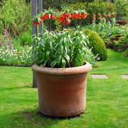 Fritillaria imperialis RUBRA - 1 Bulb