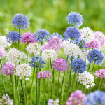 Carica l&#39;immagine nel visualizzatore Galleria, Allium in miscuglio - 30 Bulbi
