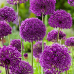 Load image into Gallery viewer, Allium ‘Purple Sensation’ - 5 Bulbs
