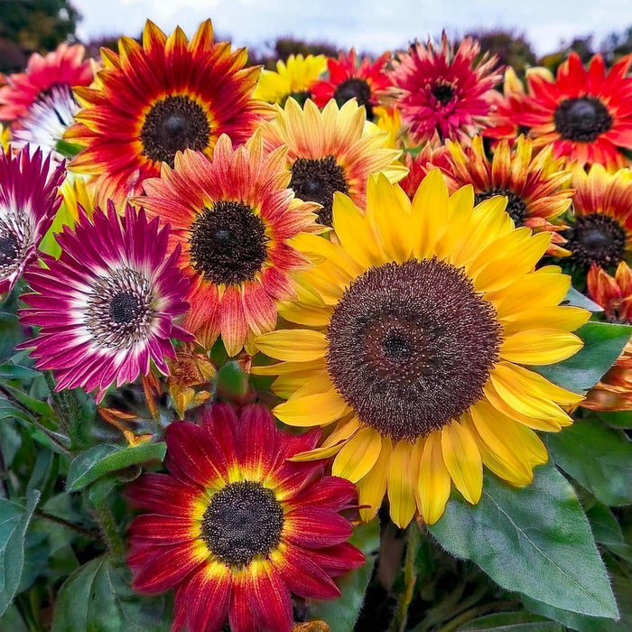 SUNFLOWER SEED KIT | 5 Seed Packets | Abend Sonne | Dwarf Big Smile | Bronze King | Full Sun | Double Dwarf Ornamental