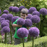 Load image into Gallery viewer, Allium ‘Gladiator’ - 1 Bulb
