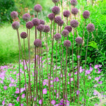 Carica l&#39;immagine nel visualizzatore Galleria, Allium &#39;Summer Drummer&#39; - 3 Bulbi
