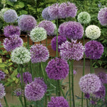 Carica l&#39;immagine nel visualizzatore Galleria, Allium in miscuglio - 30 Bulbi
