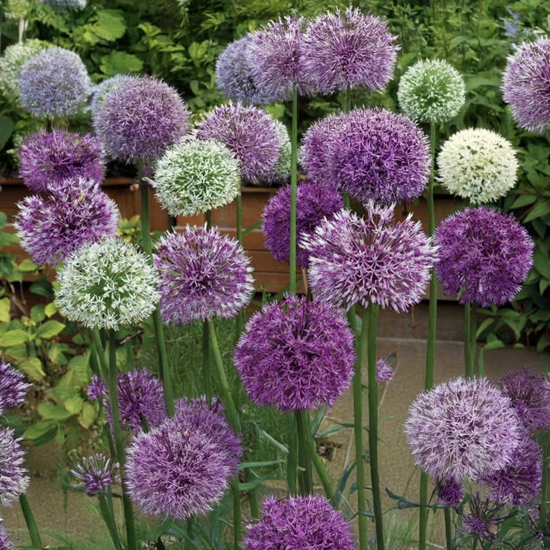 Allium in miscuglio - 30 Bulbi