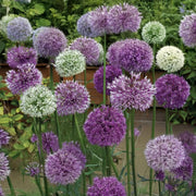 Allium Mixed - 30 Bulbs