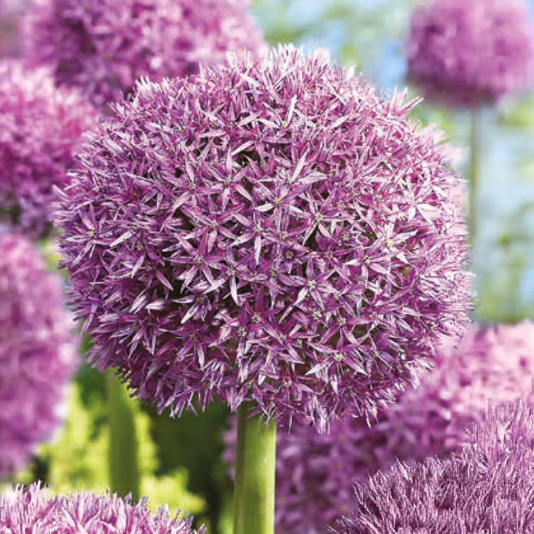 Allium ‘Globemaster’ - 1 Bulb