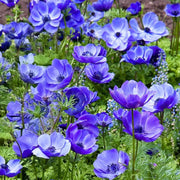 Anemone coronaria ‘Mr Fokker' - 10 Bulbs