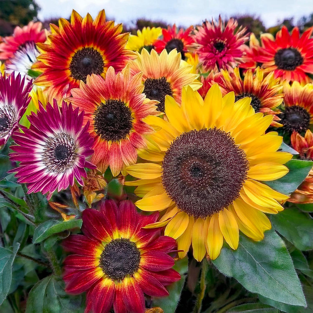 Sunflower Seed Kit - 5 Seed Bags (Evening Sun, Dwarf Sunflower 'Big Smile', 'Bronze King', 'Full Sun', Double Dwarf Sunflower)