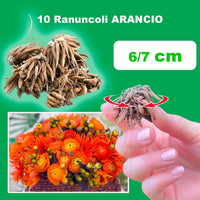 Ranuncoli ARANCIO (10 Bulbi)