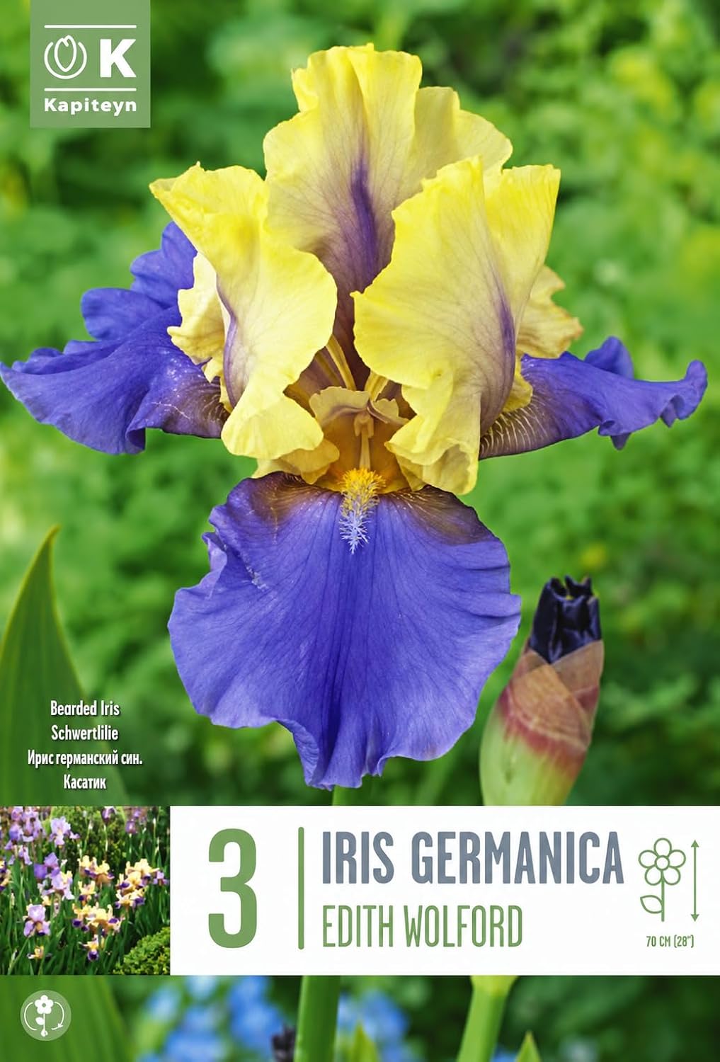 Iris germanica EDITH WOLFORD (3 Rizomi)