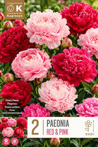 PAEONIA Lactiflora ROSSA E ROSA (2 Radici)