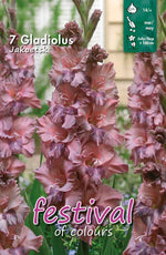 Load image into Gallery viewer, Gladiolus ‘Jakoetsk’ Bulbs (7)