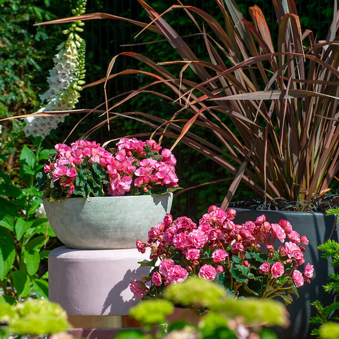 Pink Double Begonia Bulbs (3)