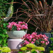 Pink Double Begonia Bulbs (3)