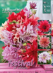 Labyrinth Bouquet Collection Dahlia Bulbs (3) – up to 100 cm