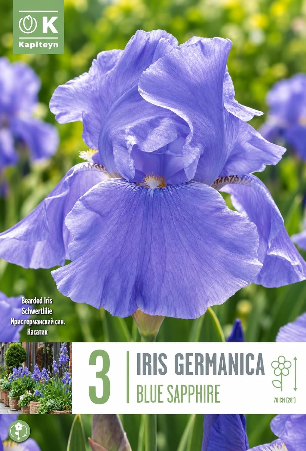 Iris germanica BLUE SAPPHIRE (3 Rizomi)