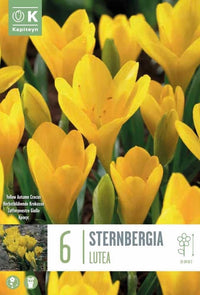 Sternbergia lutea (6 Bulbi)
