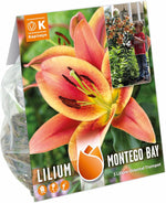 Load image into Gallery viewer, Bulbi di Lilium OT MONTEGO BAY (3)
