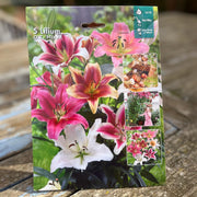 Bulbi di Lilium OT Mix (5)