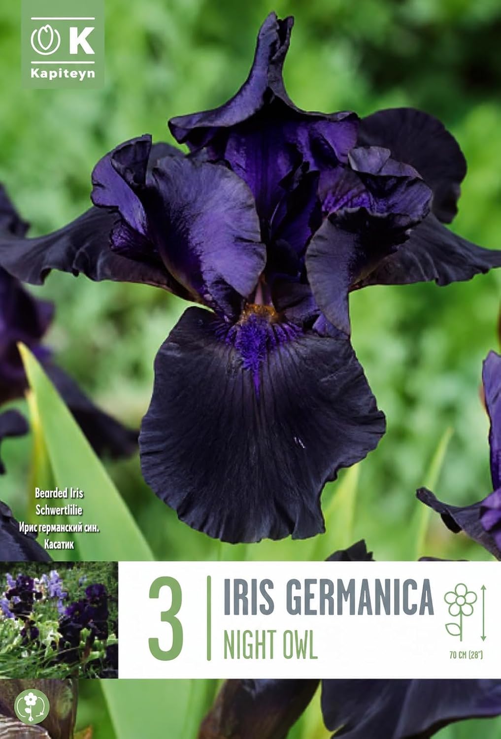 Iris germanica NIGHT OWL (3 Rizomi)