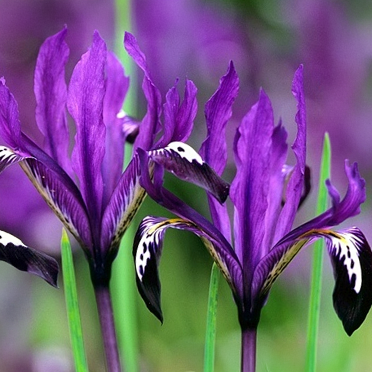 Iris reticulata PAULINE (15 Bulbi)