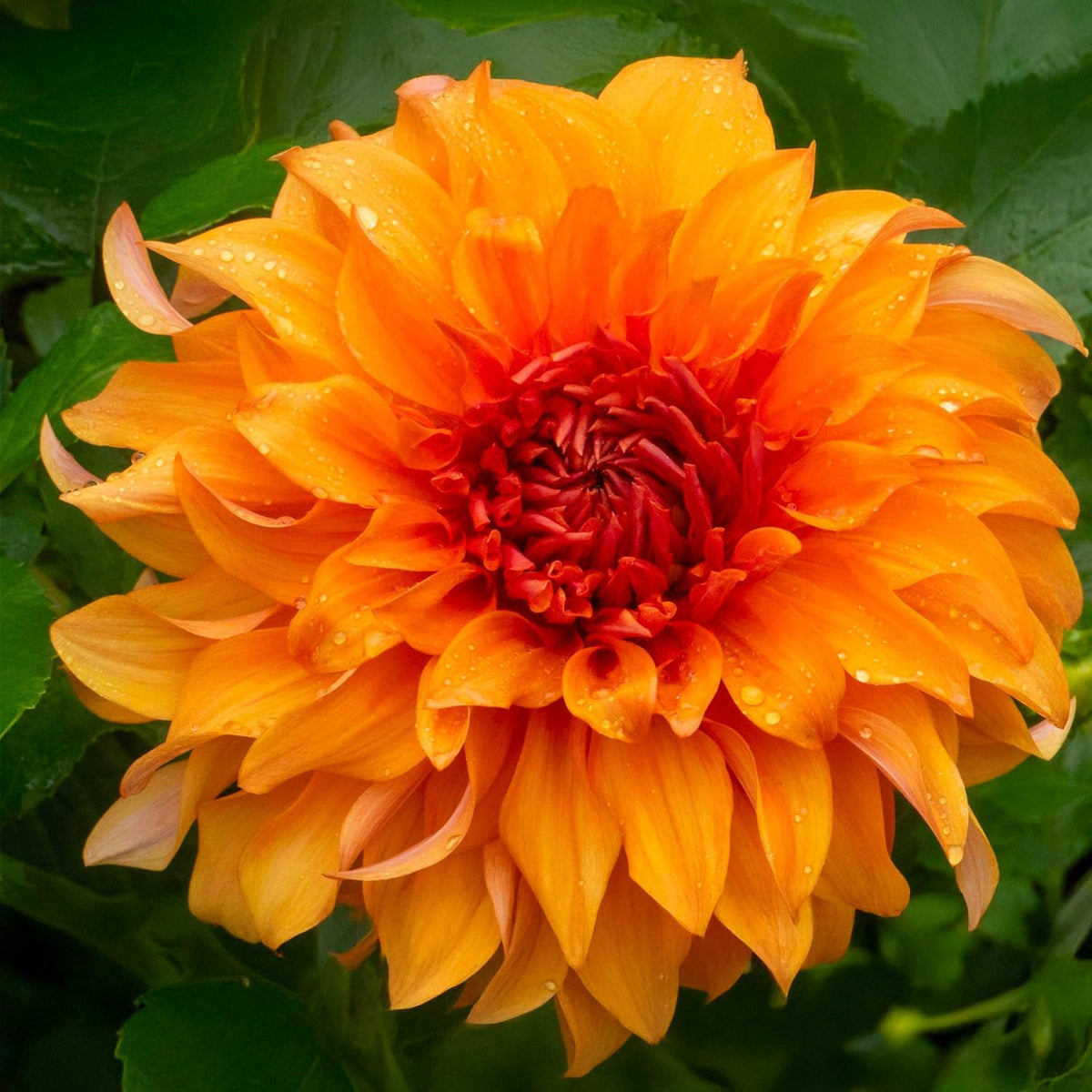 Dahlia “Shades of Orange” Bulbs (5) – 100 Days to Bloom