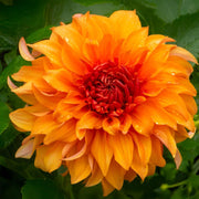 Dahlia “Shades of Orange” Bulbs (5) – 100 Days to Bloom