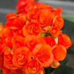 Load image into Gallery viewer, Orange Double Begonia Bulbs (3)