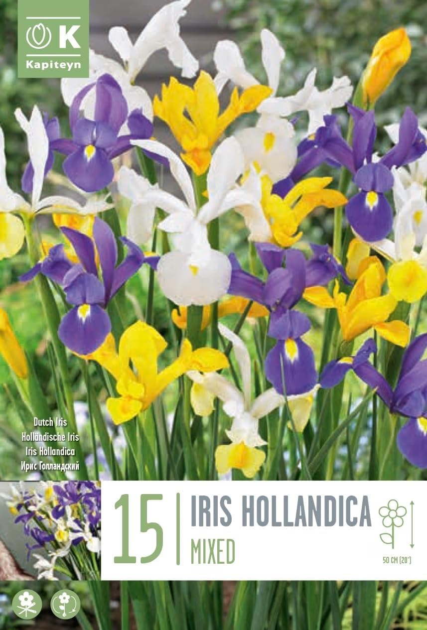 Iris hollandica IN MISCUGLIO (15 Bulbi)