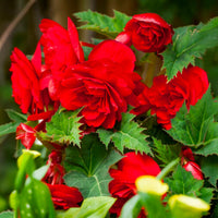 Red Double Begonia Bulbs (3)